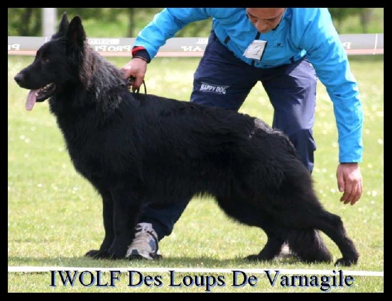 Iwolf des loups de Varnagile